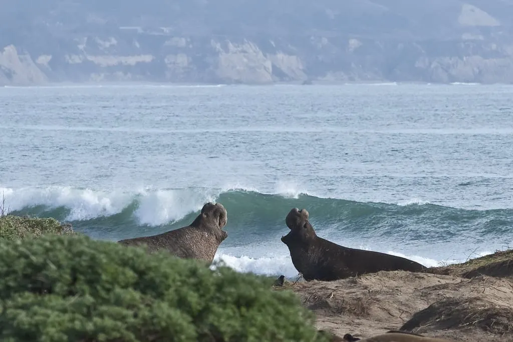 elephant seals ano nuevo photo