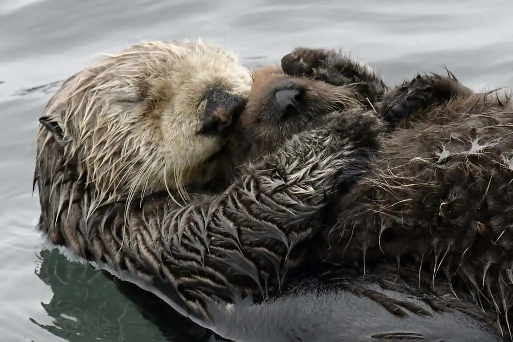 sea otter baby photo