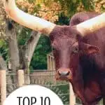 Top 10 Awesome Things To Do in Houston with Kids! 2