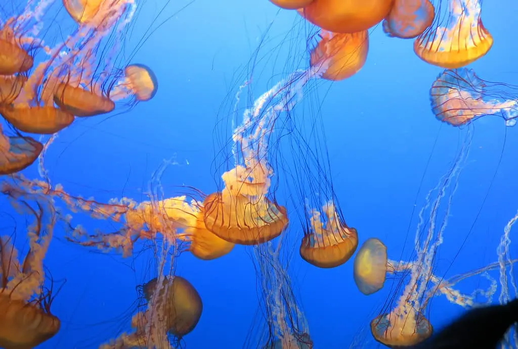 Monterey bay Aquarium photo