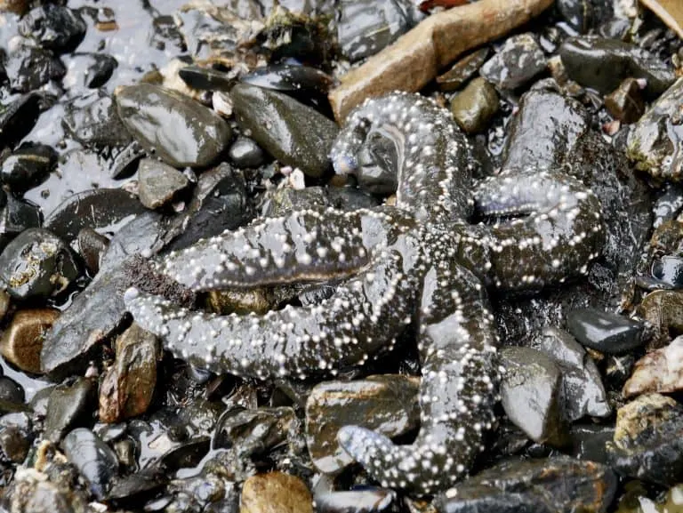 Sea Star in an Alaska Tide Pool 