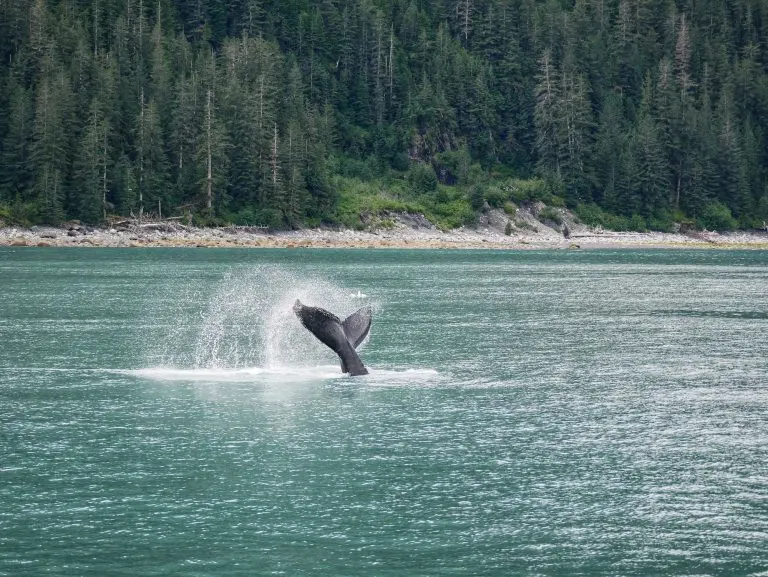 Kenai Fjords National Park whale