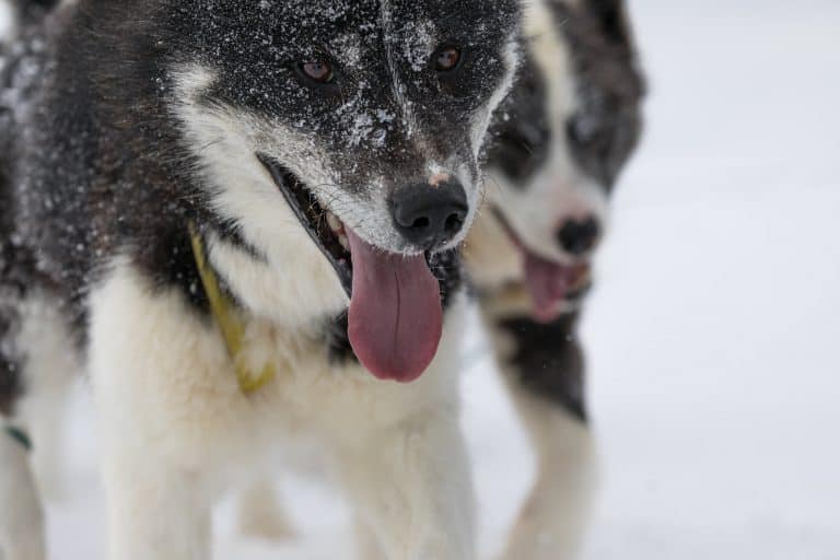 Dog Sledding is one of the best things to do in Alaska with kids