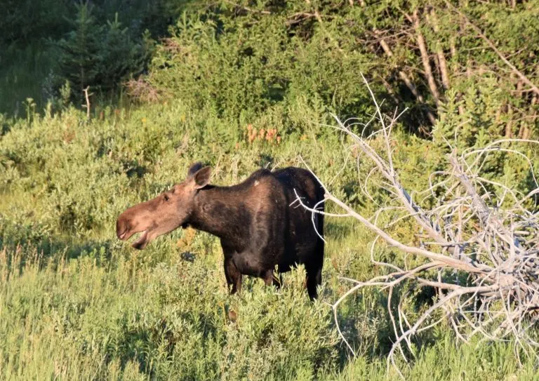 Things to do in Grand Teton National Park wildlife spotting