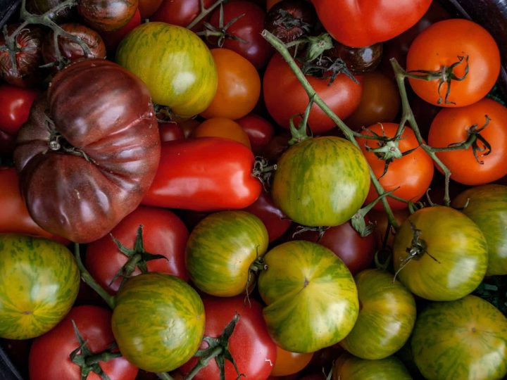 Tomato Planting Tips -Picking the right tomato plant