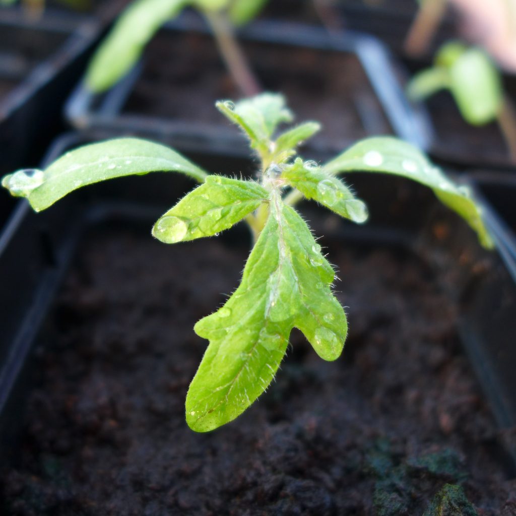 Tomato Growing Tips 10 Secrets To A Successful Tomato Crop Trekaroo   Tomato Growing Tips Seedling By Flickr Ged 1024x1024 