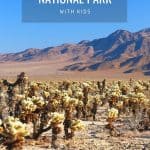 Joshua Tree with Kids- When to Visit, Things to do, Best Hikes, & More! 1