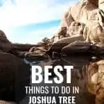 Joshua Tree with Kids- When to Visit, Things to do, Best Hikes, & More! 2