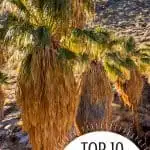 10 "Must-Do" Fun Things to do in Palm Springs with Kids 2
