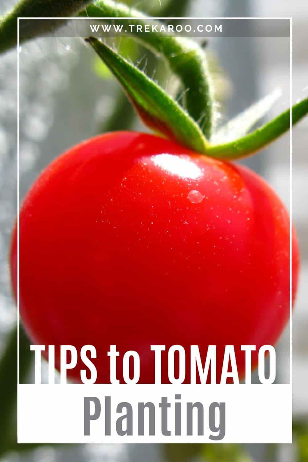 Tomato Planting Tips: 5 Important Questions to Ask Yourself Before ...