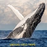 Virtual Field Trips From Around the World 10