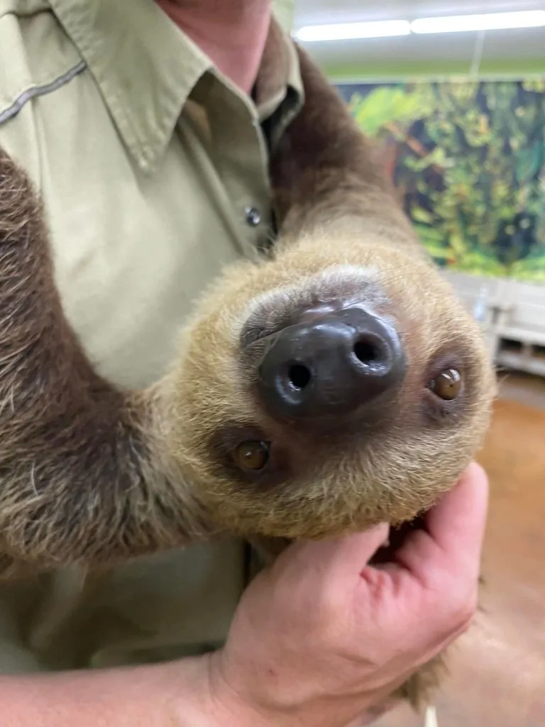 Over 20 Great Things to do with Family in Branson, MO on Vacation 19 Sloth at Promised Land Zoo
