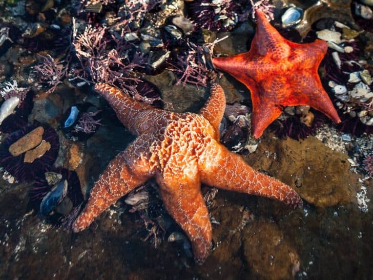 The 8 Best California Tide Pools