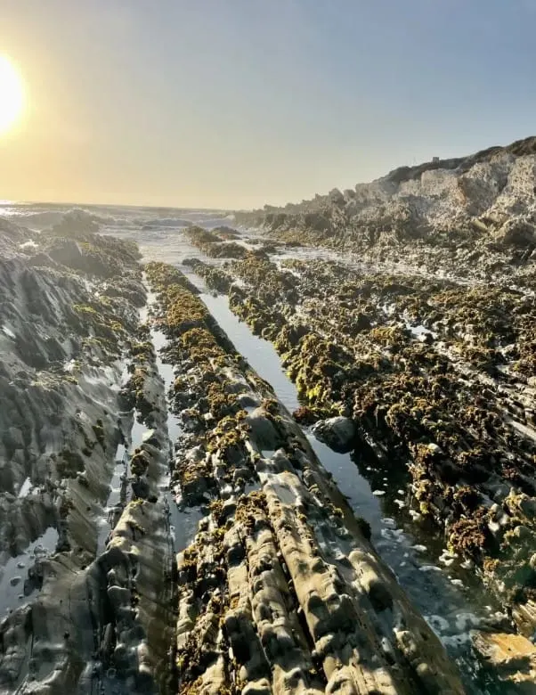 Some of the best California tide pools are at Montana de Oro State Park