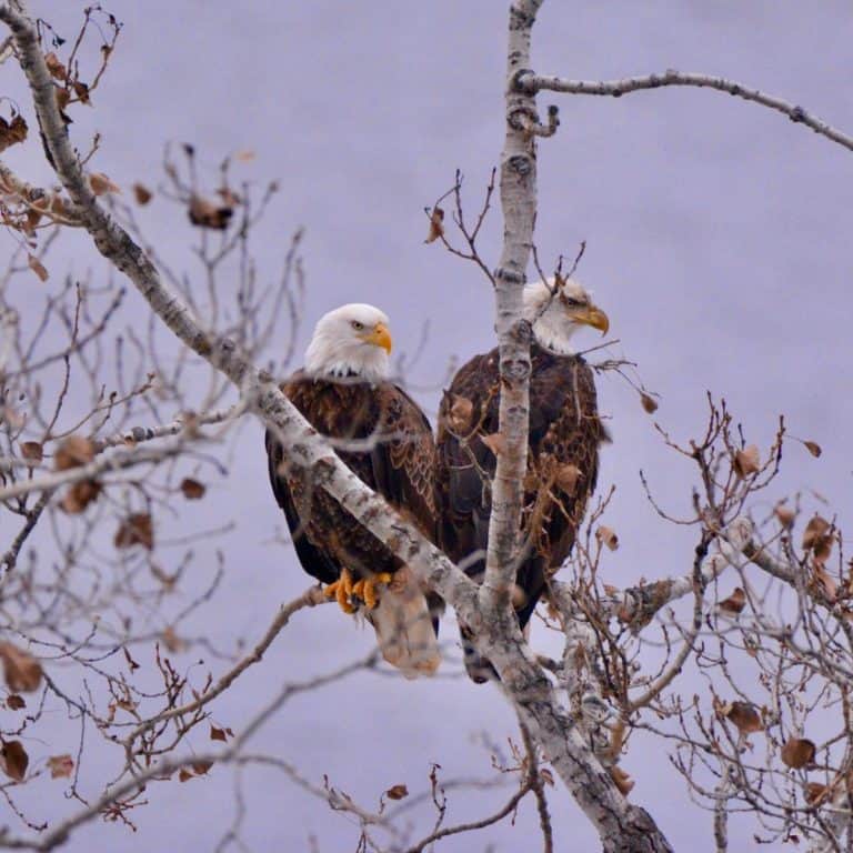 Bald Eagles