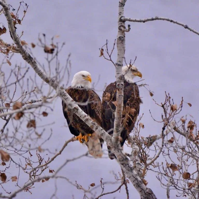 Bald Eagles
