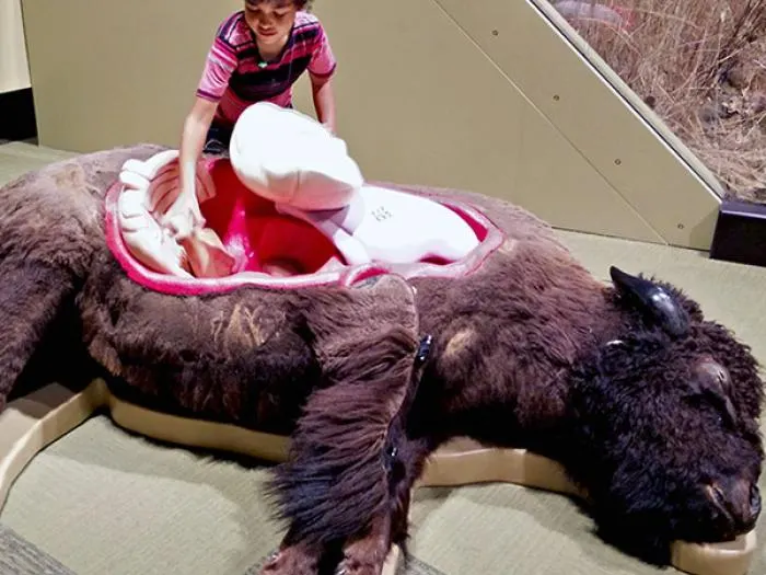 Minnesota History Center bison