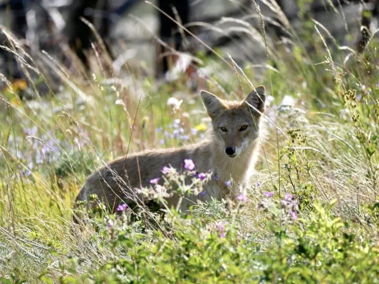 Waterton Lakes National Park is a great place to spot wildlife