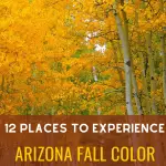 Arizona Fall Color