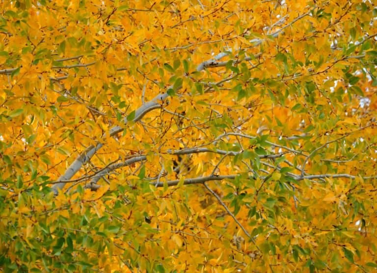 Fall Colors in Arizona