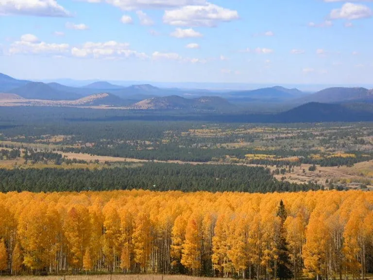 fall colors in arizona, flagstaff by flickr bookfinch