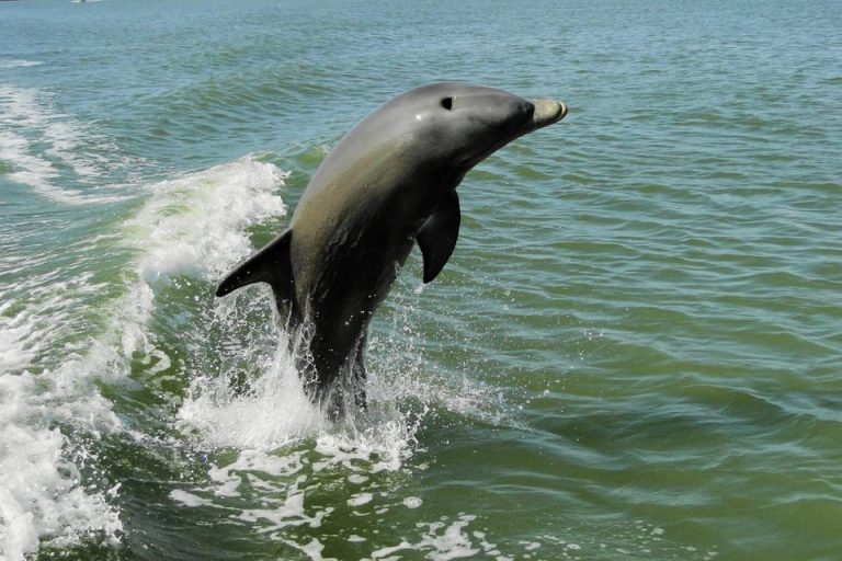 Marco Island Dolphin Tour