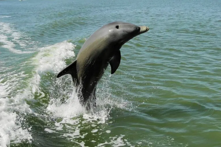 15 Great Things To Do in Naples, Florida with Kids 5 Marco Island Dolphin Tour