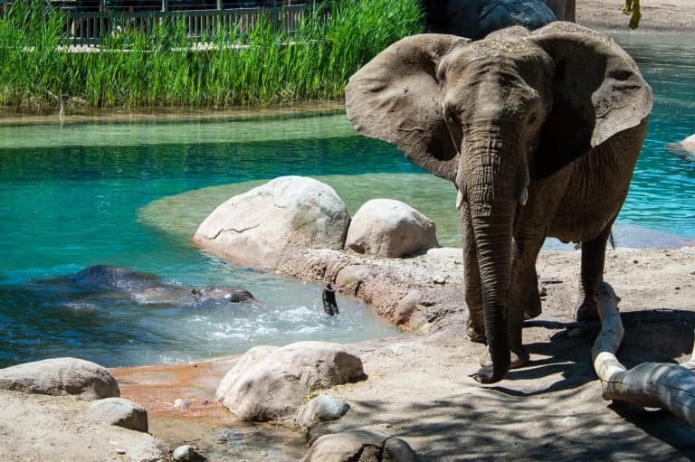 Hogle Zoo things to do in salt lake city with kids 