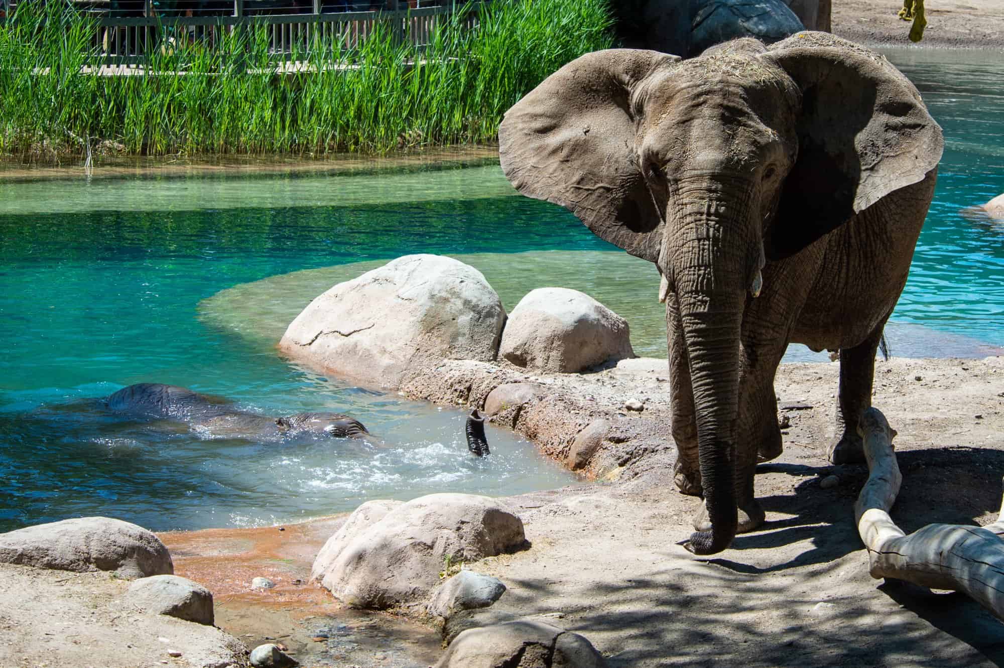 Explore The Wonders Of Hogle Zoo With An Exclusive Discount