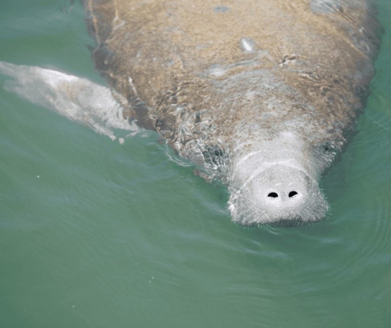 15 Great Things To Do in Naples, Florida with Kids 6 Manatee