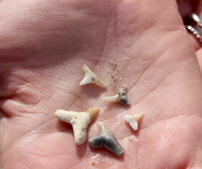 15 Great Things To Do in Naples, Florida with Kids 17 Shark Teeth from the beach