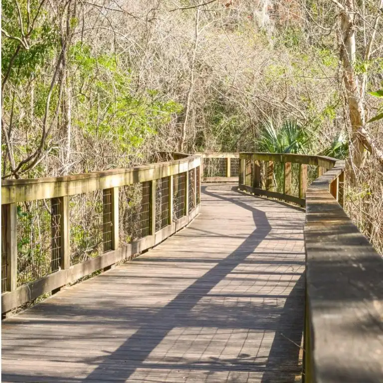 Over 20 Family Things To Do in Jacksonville 5 Tree Hill Nature Center Boardwalk