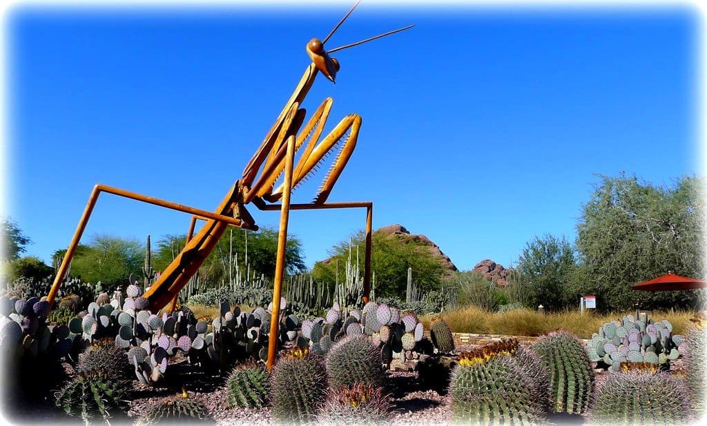 Phoenix Desert Botanical Garden photo