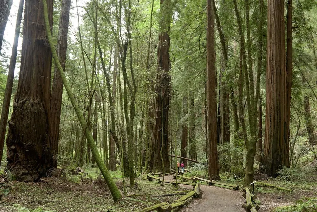 armstrong redwoods photo