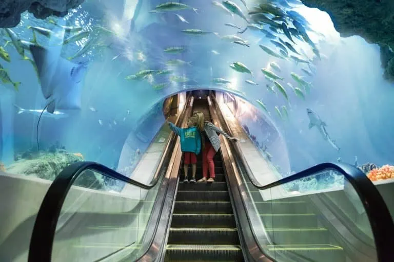 The Deep Ocean Escalator at OdySea Aquarium Credit OdySea Aquarium