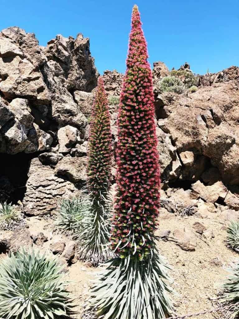 Red Bugloss on Mount Tiede in Tenerife, Canary Islands