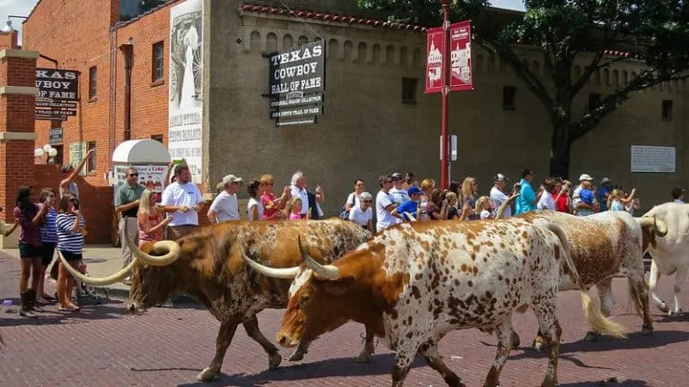 Fort Worth Longhorn Cattle Drive