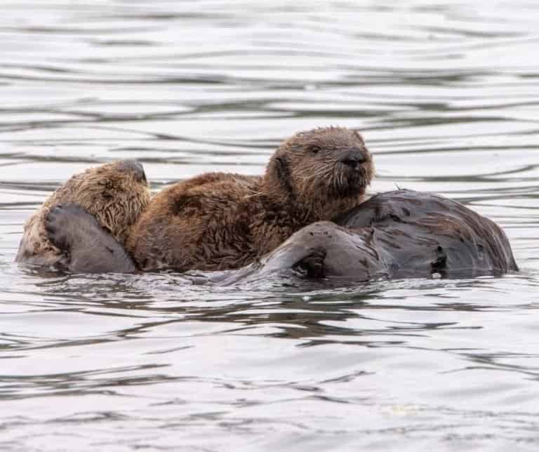 Elkhorn Slough Sea Otter