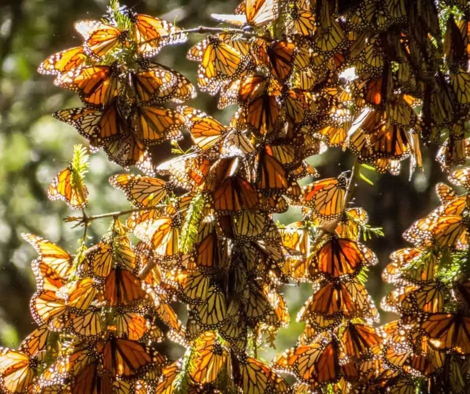 Monarch butterflies in Pacific Grove near Monterey