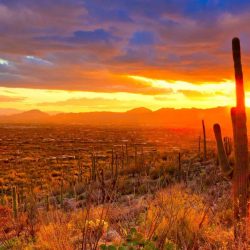 10 Amazing Things to do in Tucson with Kids