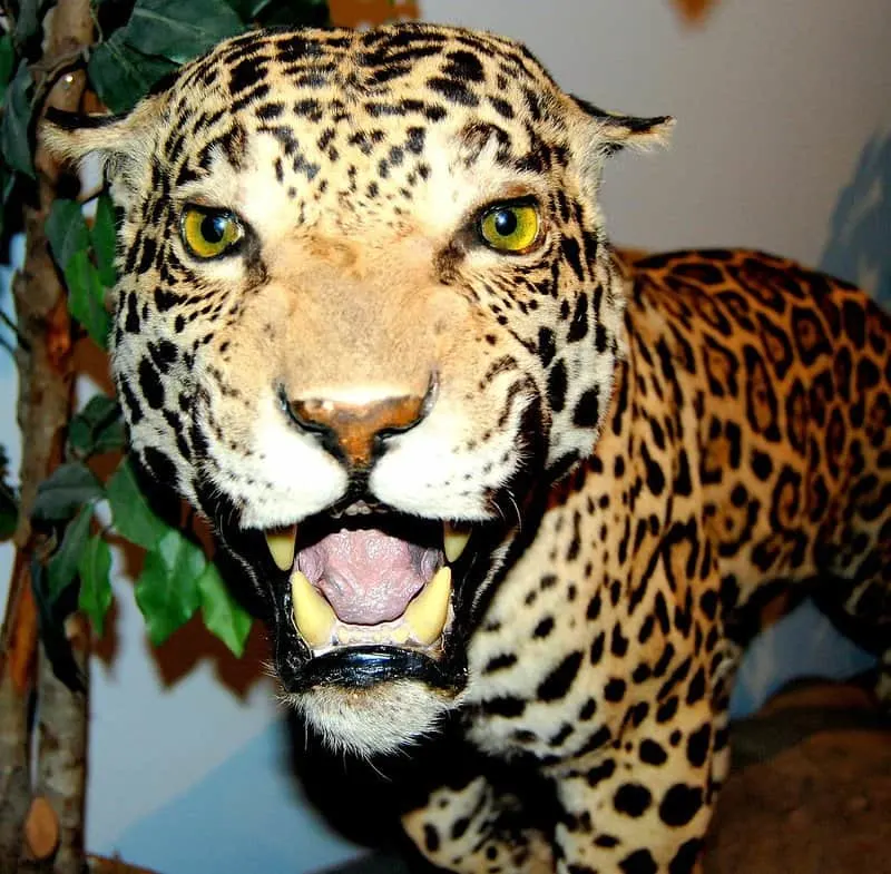 Get Face to Face With a Leopard at the International Wildlife Museum in Tucson