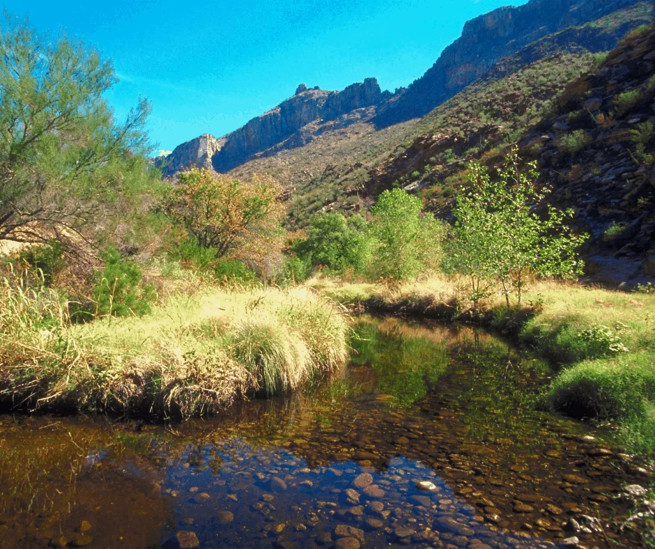 One of my favorite things to do in Tucson with kids is hike in Sabino Canyon