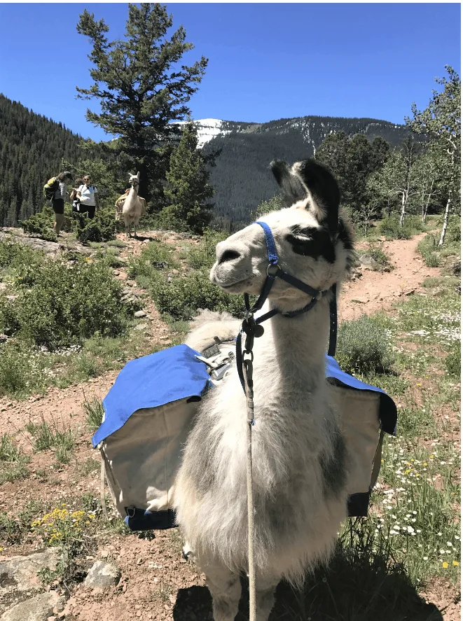 Hiking with a llama is one of my favorite things to do in Vail in summer