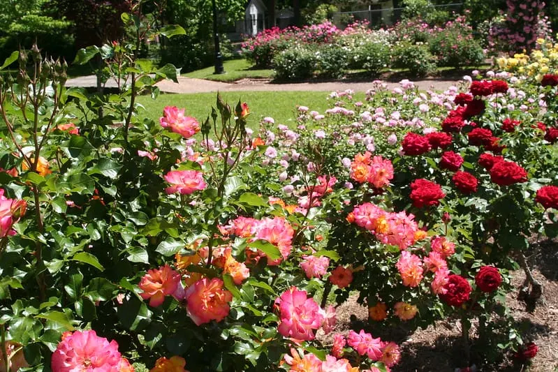 Tyler Rose Garden