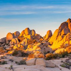 Joshua Tree with Kids- When to Visit, Things to do, Best Hikes, & More!