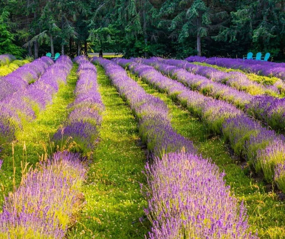 Lavender Fields Sequim