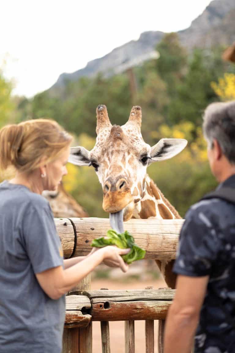 Giraffe feeding at the Cheyenne Mountain Zoo