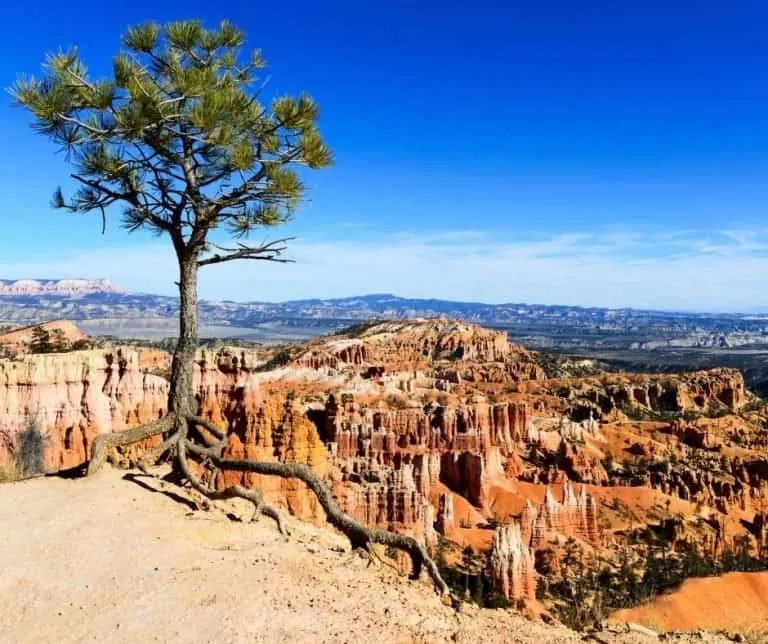 Bristleone Pine in Bryce Canyon