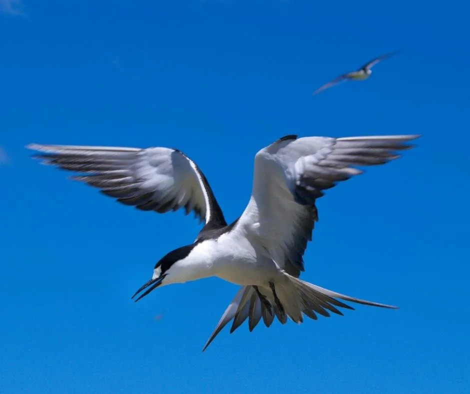 See a nesting Sooty Tern on your Dry Tortugas day trip from Key West