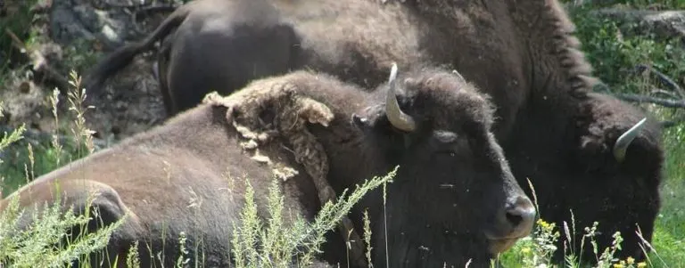 Genesee Park’s Buffalo Preserve 